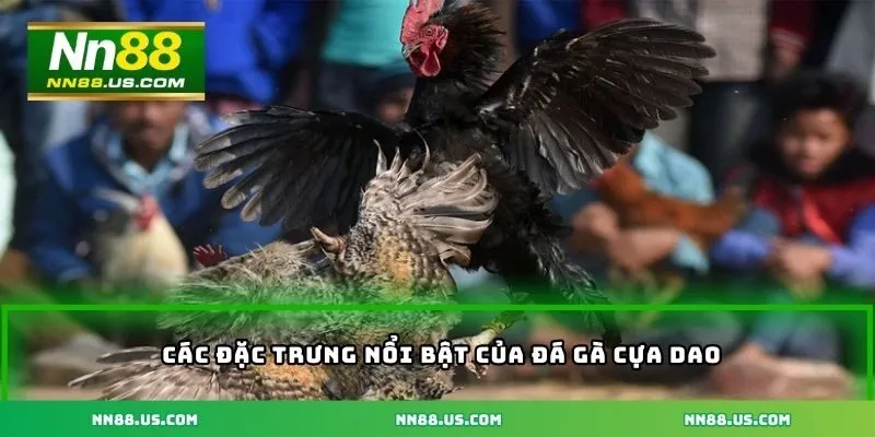 Các đặc trưng nổi bật của đá gà cựa dao