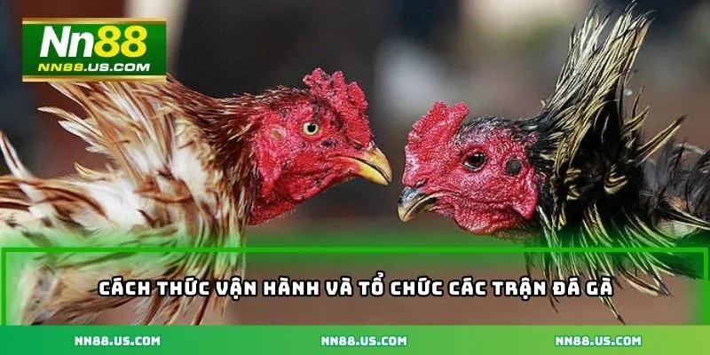 Cách thức vận hành và tổ chức các trận đá gà tại Mộc Bài