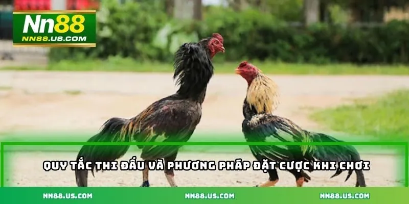 Quy tắc thi đấu và phương pháp đặt cược khi chơi đá gà Mộc Bài